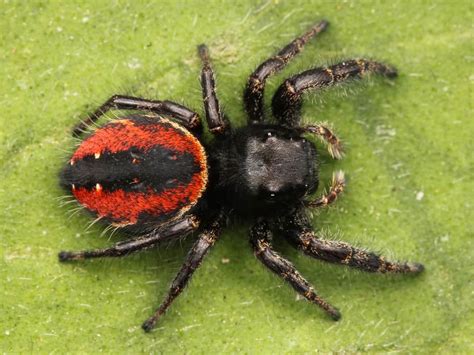 red spider with black and white legs